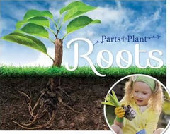 How Plants Grow