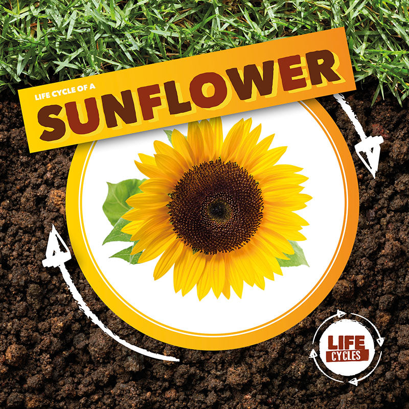 Life Cycle of a Sunflower, Life Cycle of A...