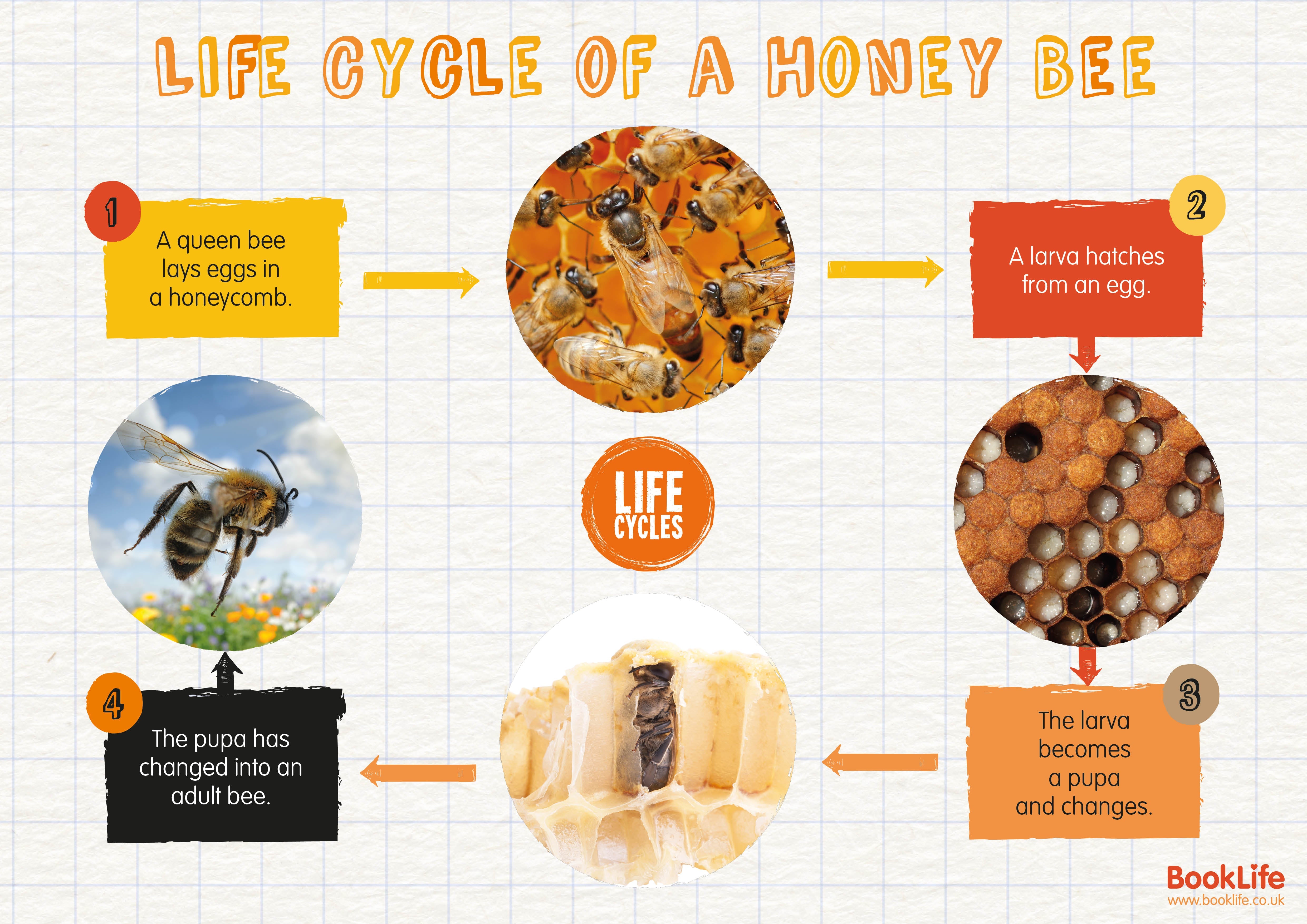 Life Cycle of a Honey Bee Poster by BookLife