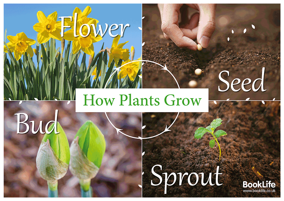Growing Plants Poster by BookLife