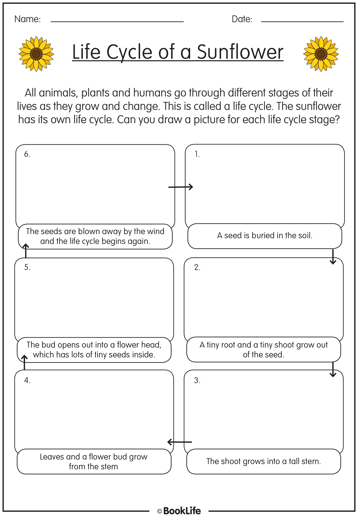 Life Cycle of a Sunflower by BookLife