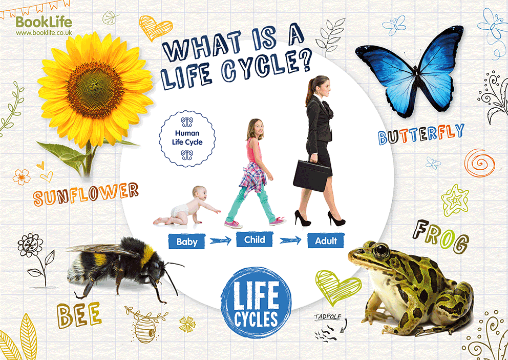 Life Cycles Poster by BookLife
