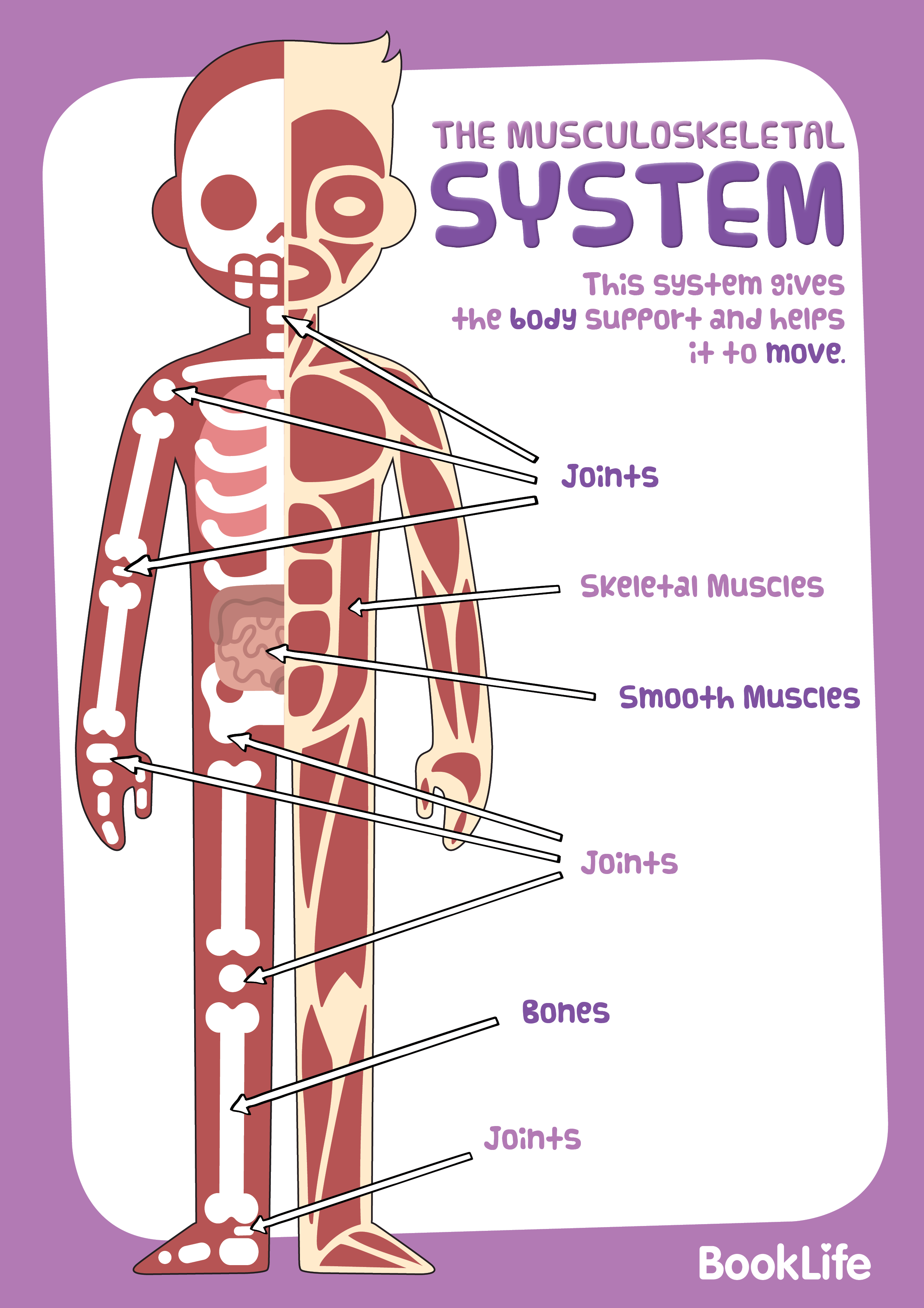 Free Human Body System Poster - Muscloskeletal by BookLife