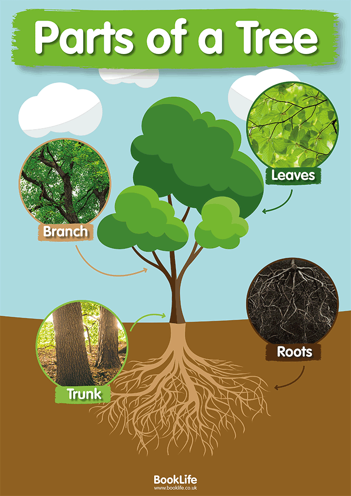 Parts of a Tree Poster by BookLife