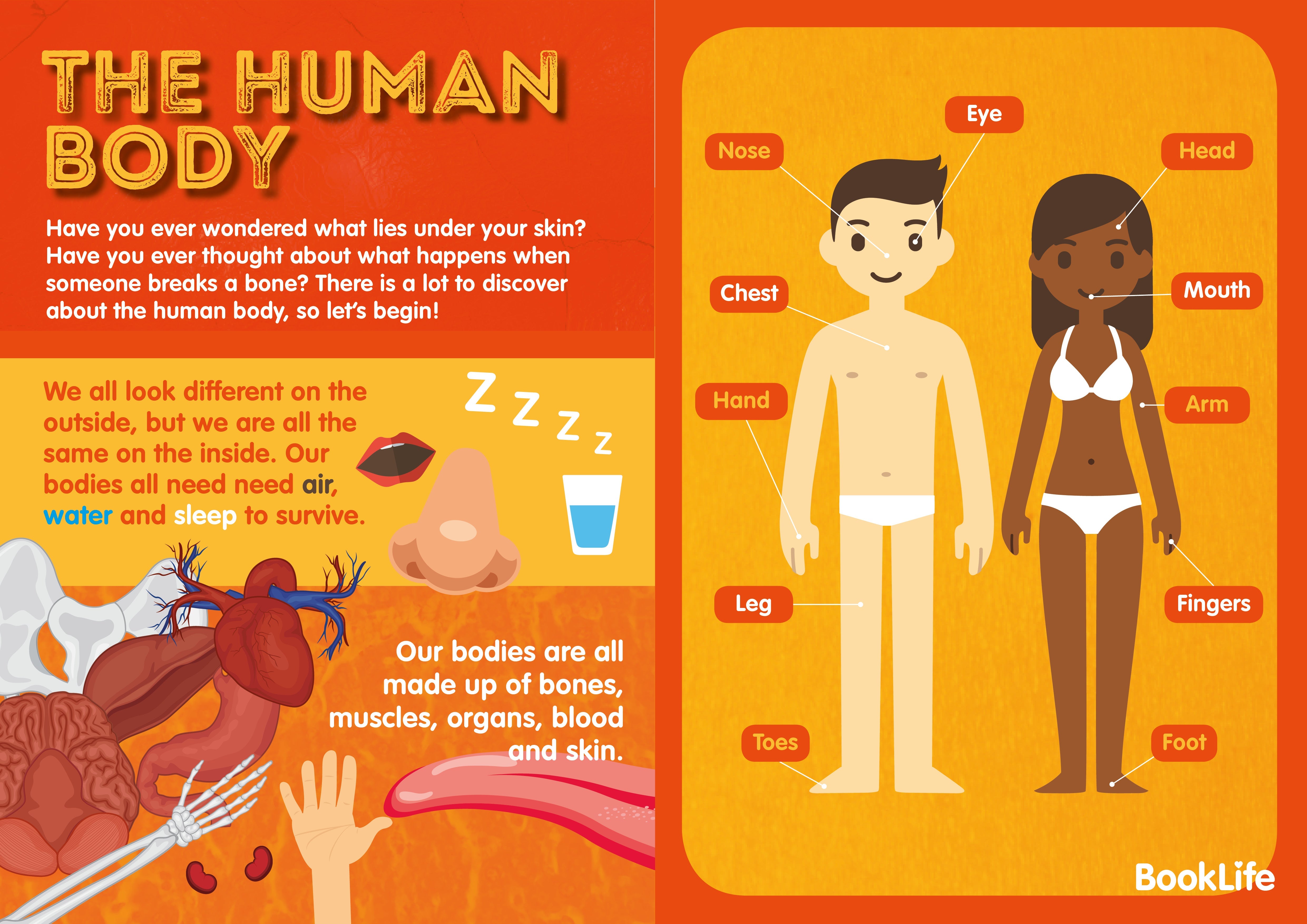 Free Human Body Poster by BookLife