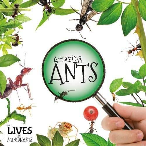 Minibeasts