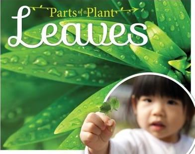 How Plants Grow