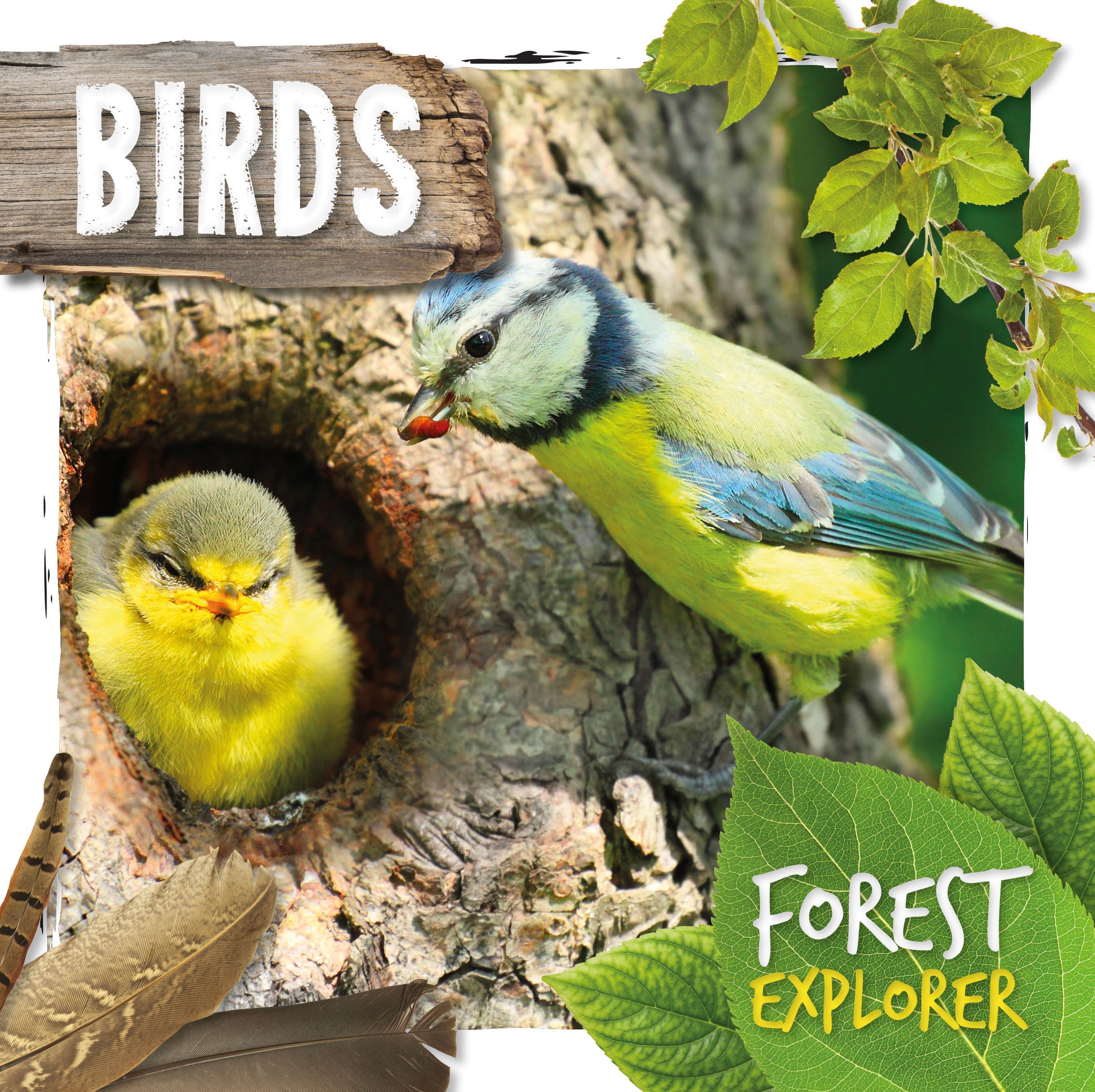 Birds book cover
