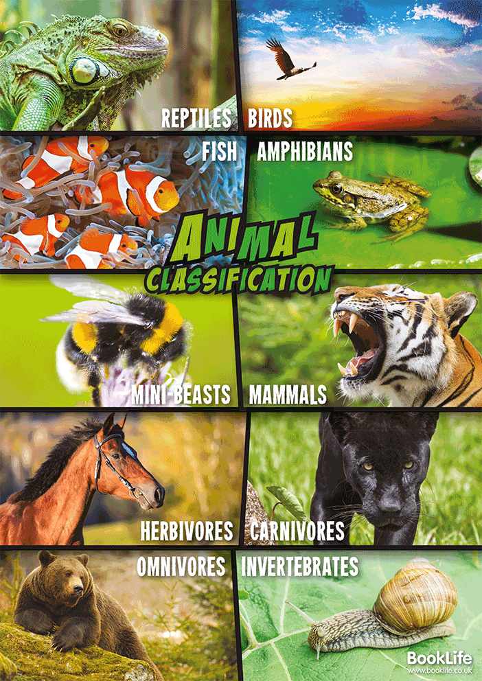 Animal Classification Poster by BookLife
