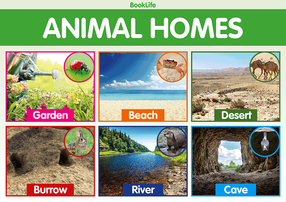 Animal Homes Poster by BookLife