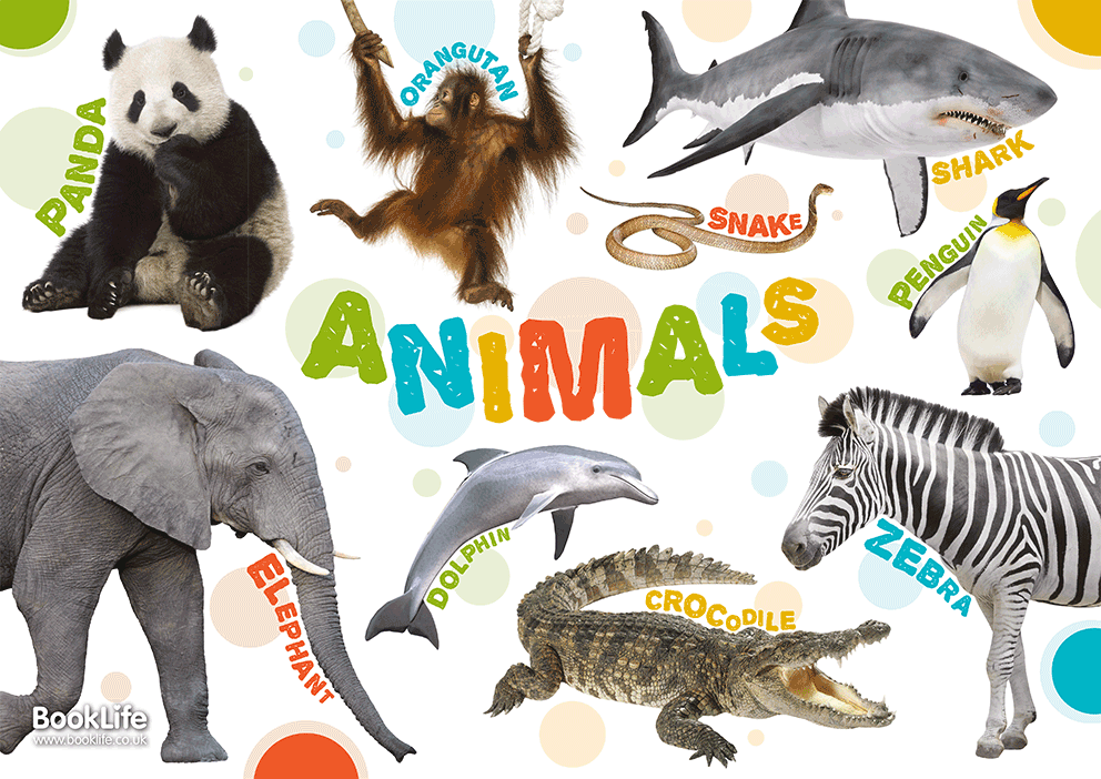 Animals Poster by BookLife