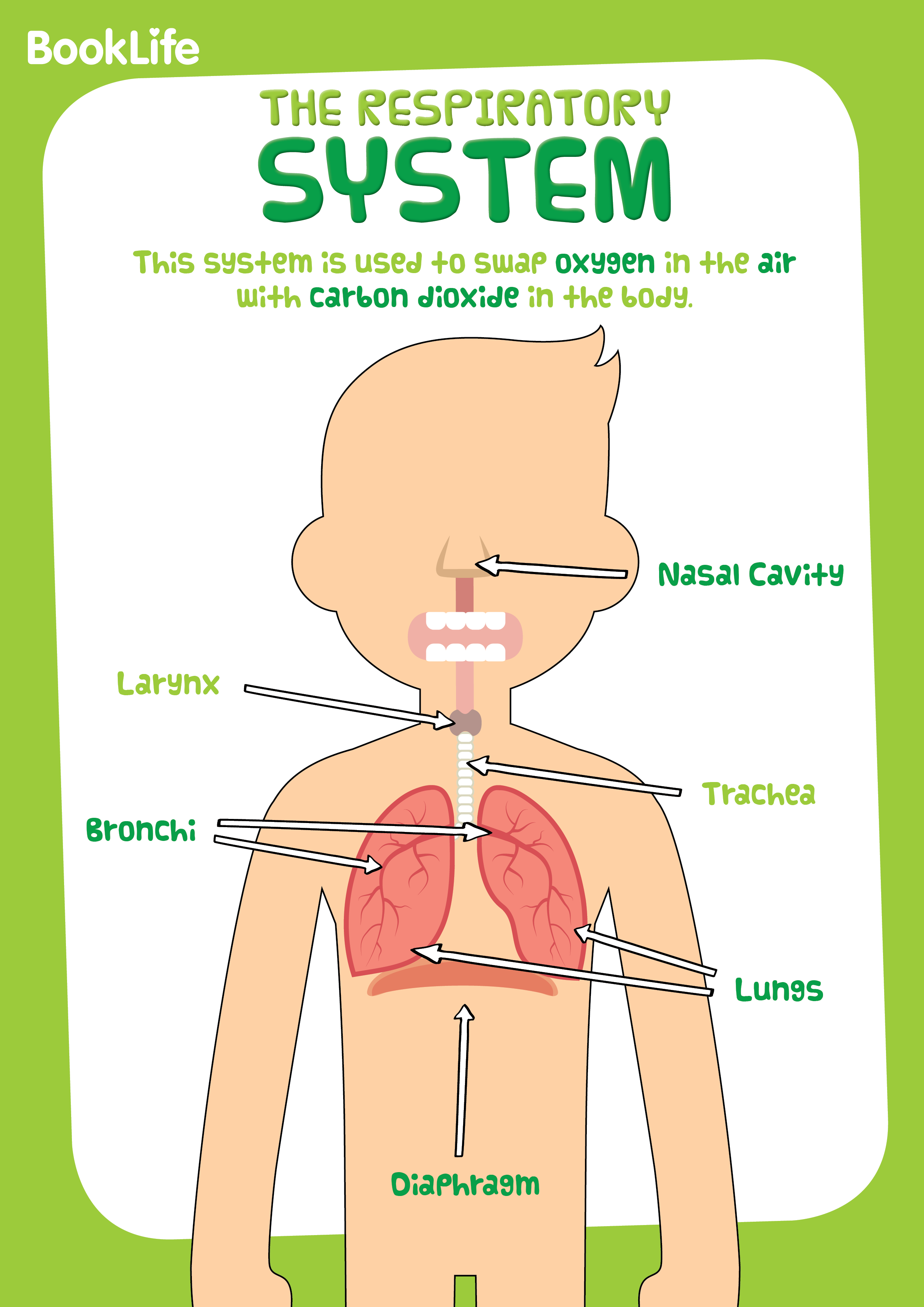 Free Human Body System Poster - Respiratory by BookLife