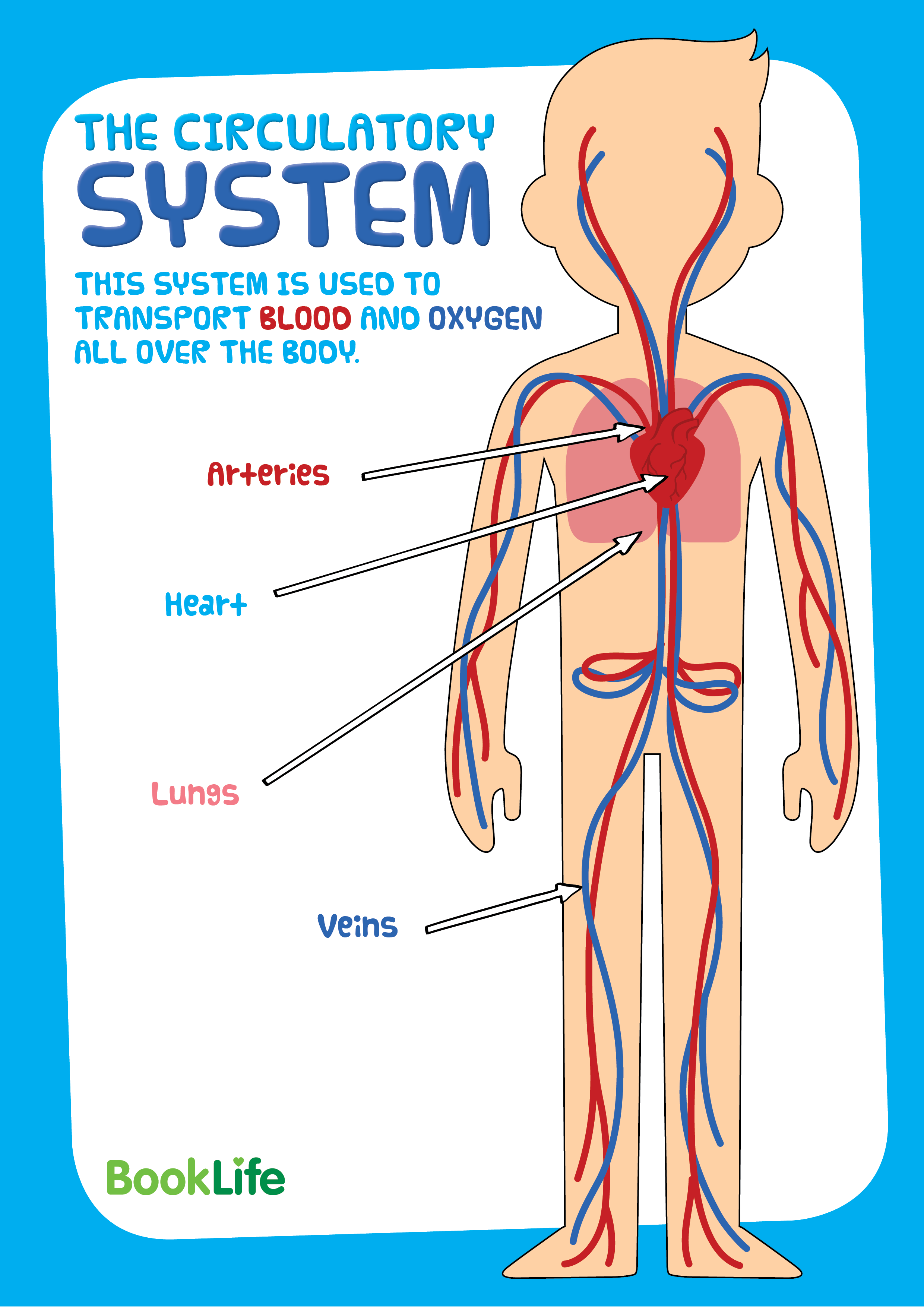 Free Human Body System Poster - Circulatory by BookLife