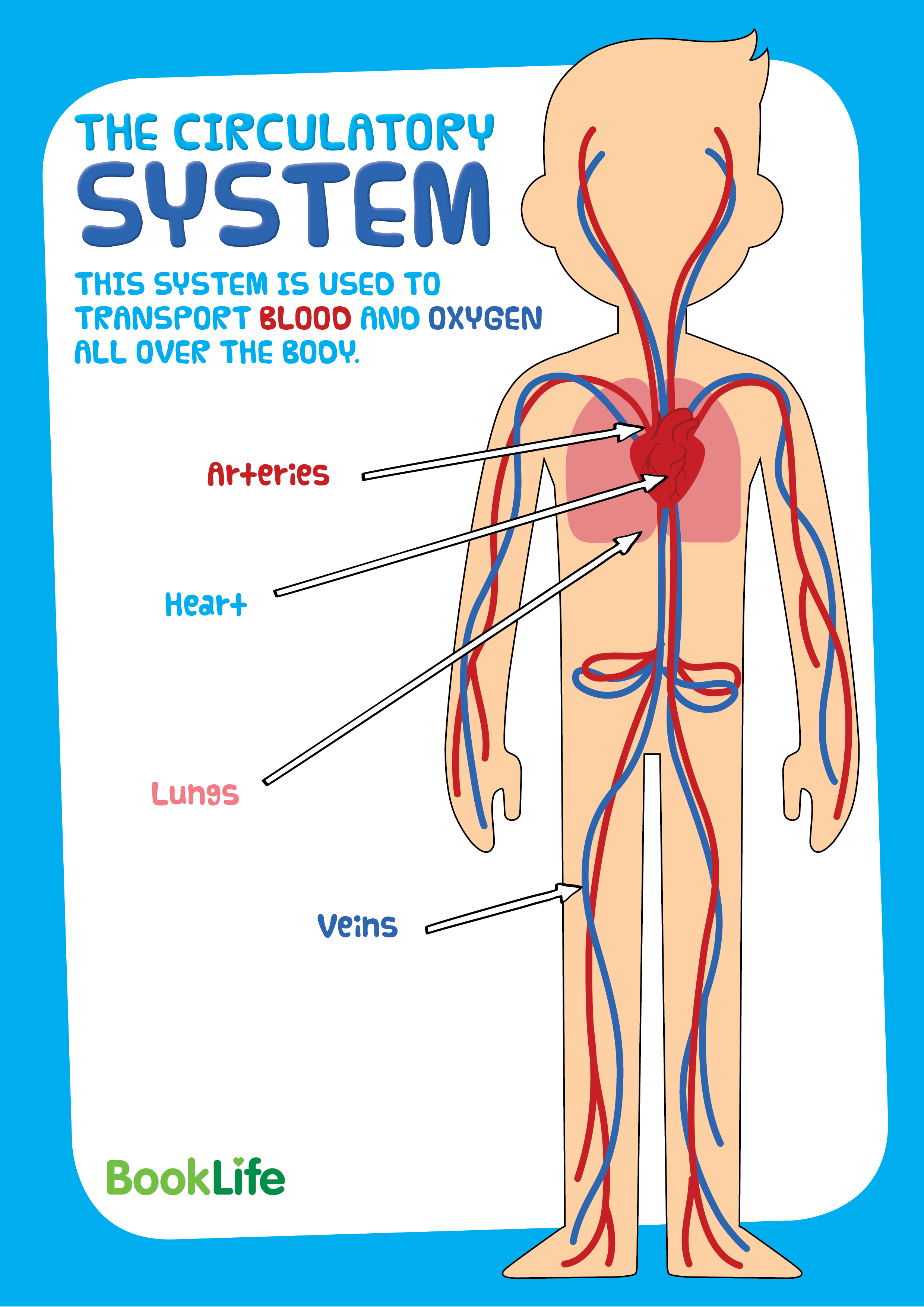 Free Human Body System Poster - Circulatory | BookLife Free Human Body System Poster - Circulatory | BookLife