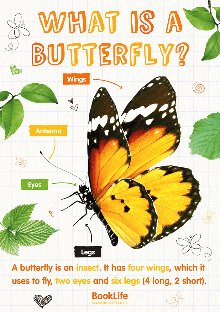 What is a Butterfly? Poster by BookLife
