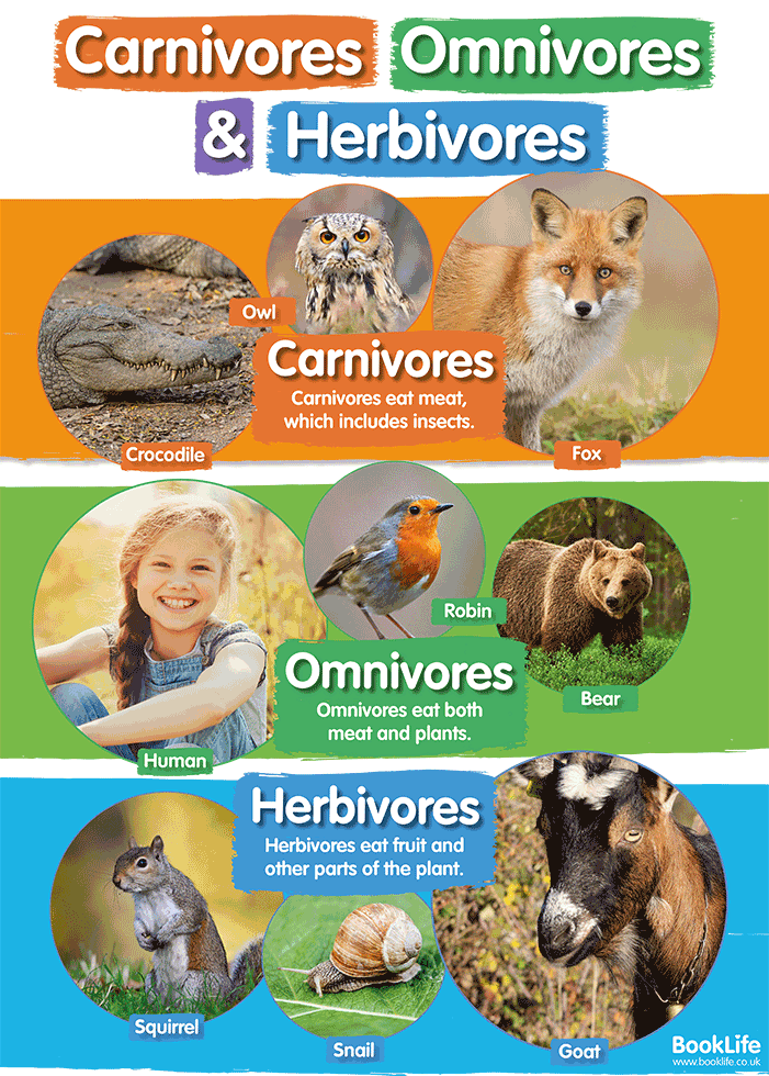 Carnivores, Omnivores and Herbivores Poster by BookLife