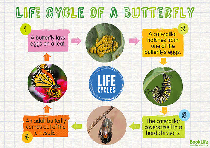 Life Cycle of a Butterfly Poster by BookLife