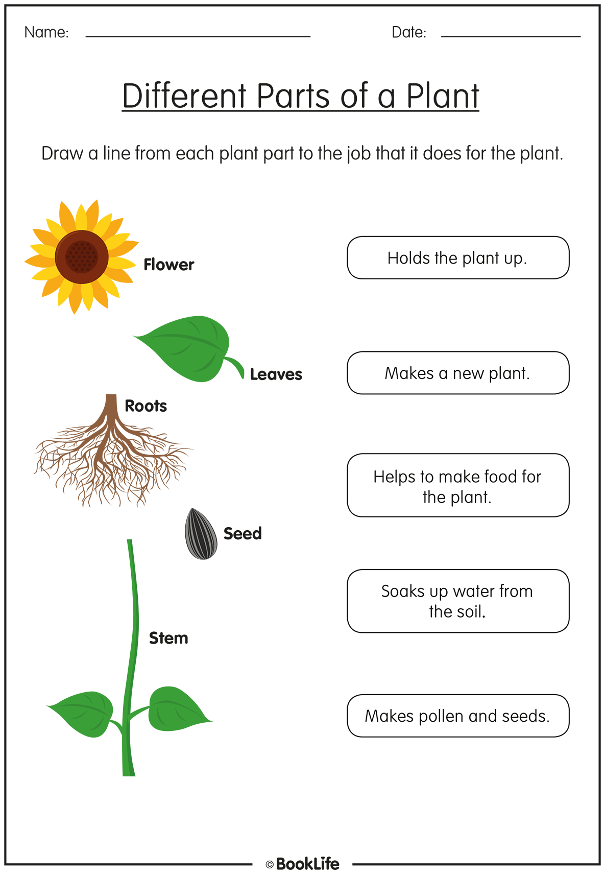 Different Parts of a Plant by BookLife