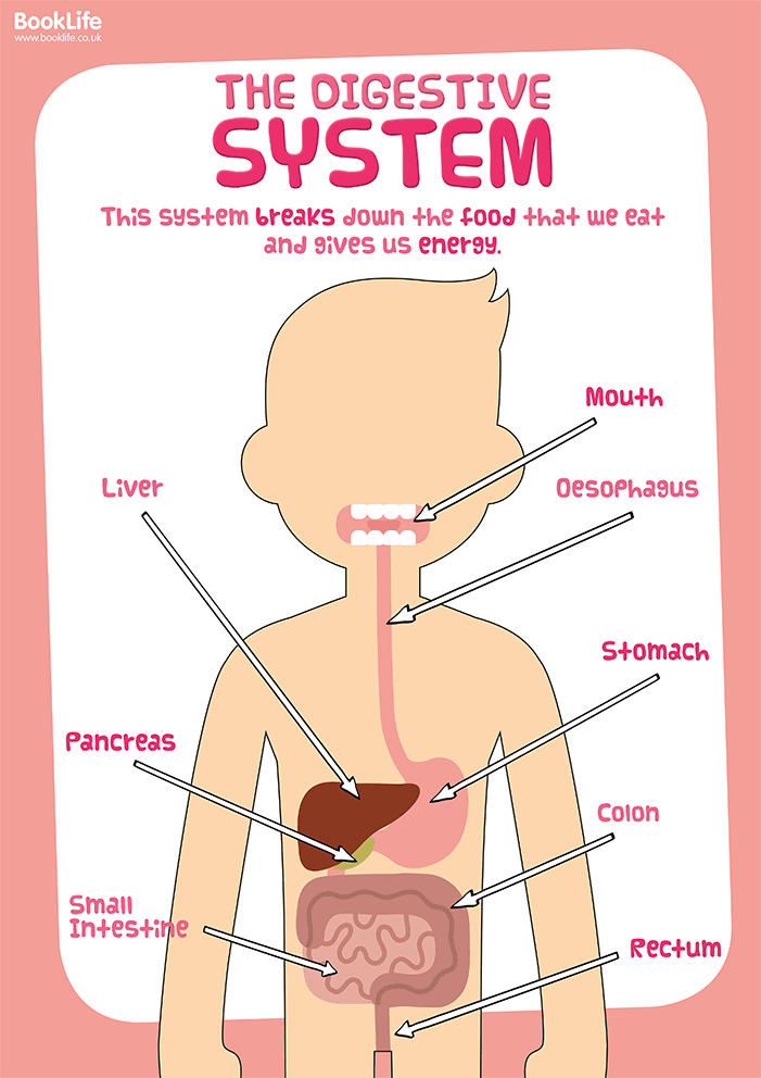 Digestive System Poster by BookLife