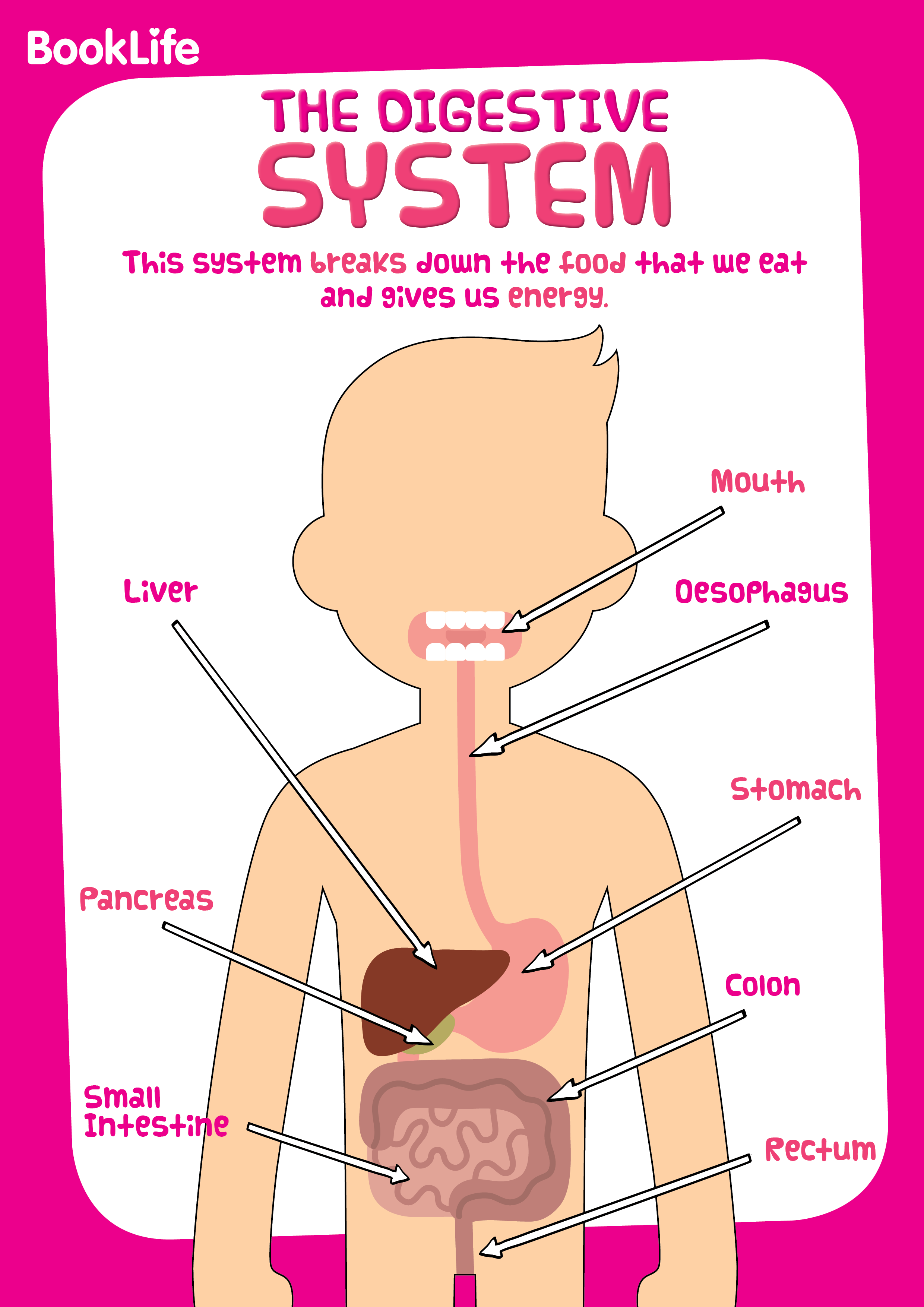 Free Human Body System Poster - Digestive by BookLife