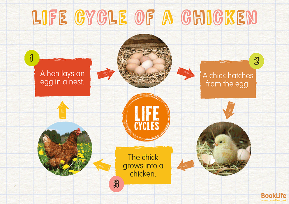 Life Cycle of a Chicken Poster by BookLife