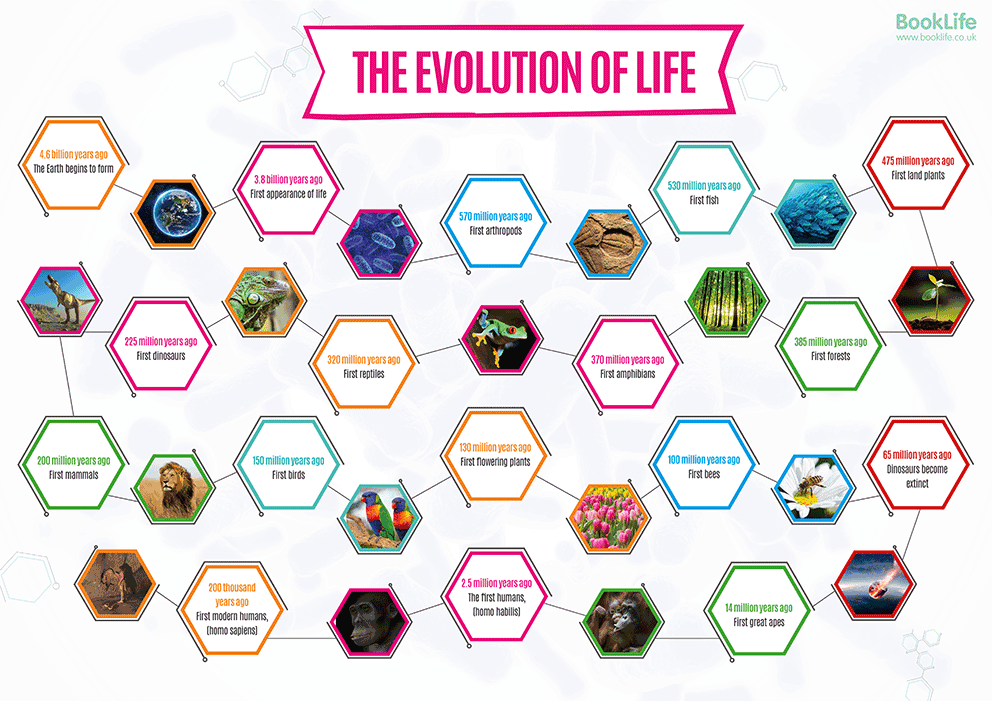Evolution of Life Poster by BookLife