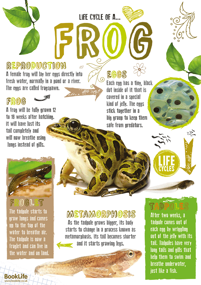 Frogspawn to Frog Poster by BookLife