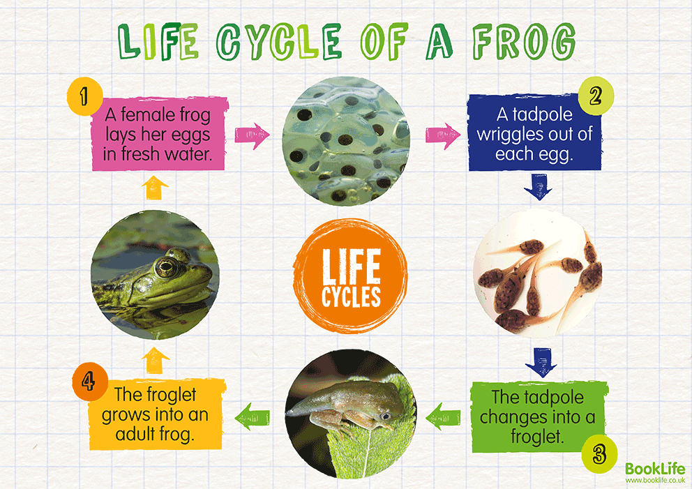 Life Cycle of a Frog Poster by BookLife