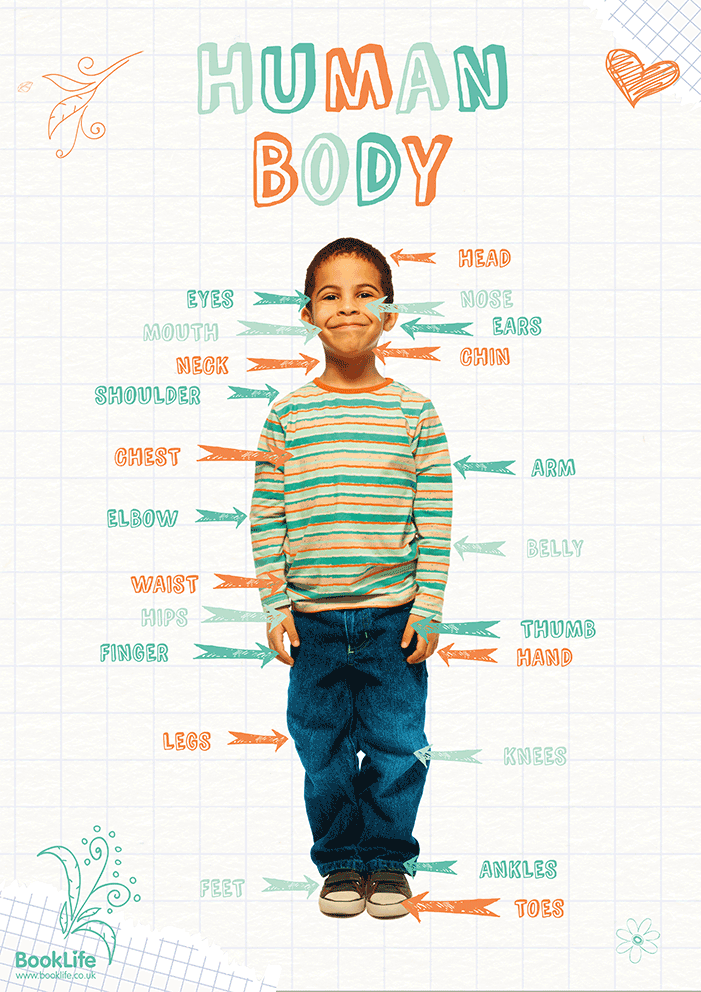 Human Body Poster by BookLife