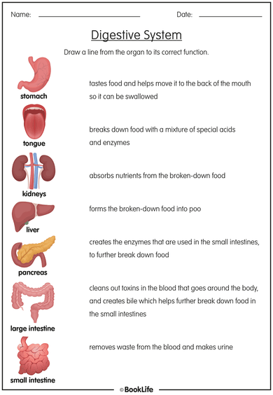 Free Digestive System Activity Sheet