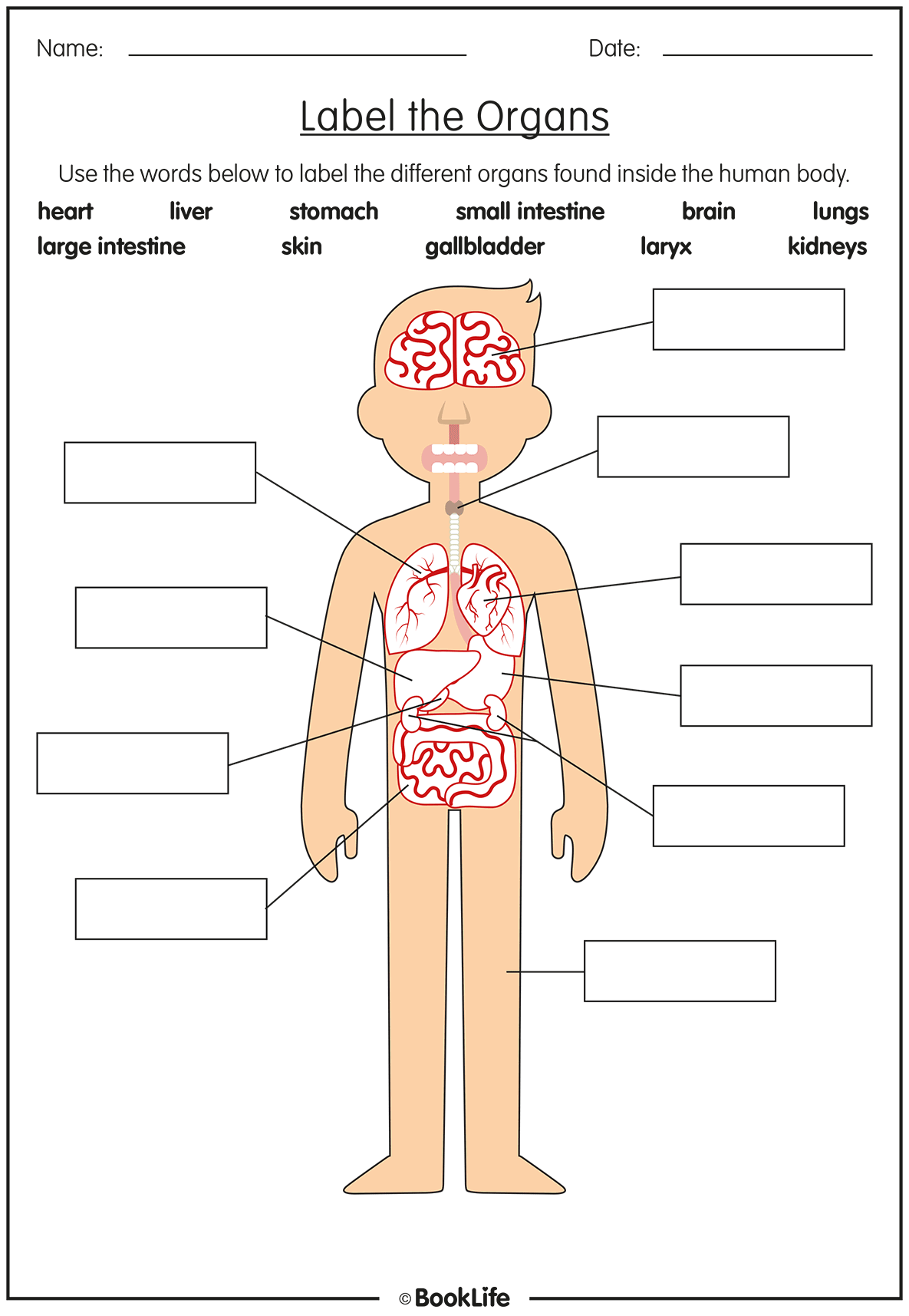 Organs of the Human Body by BookLife