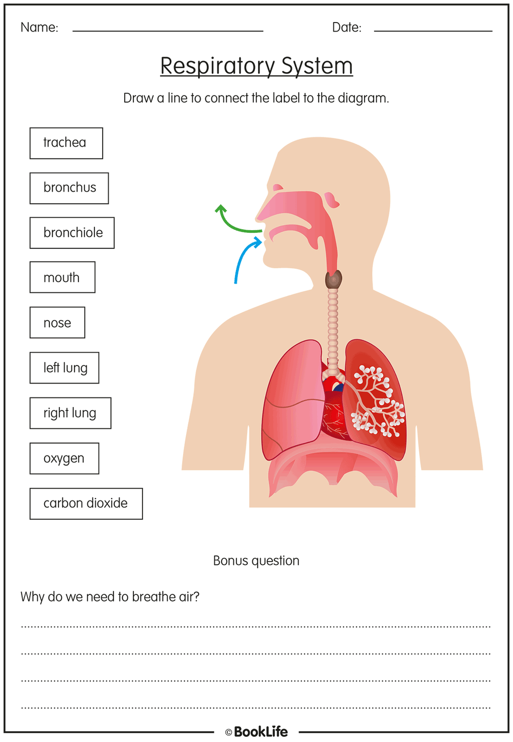 The Respiratory System | BookLife