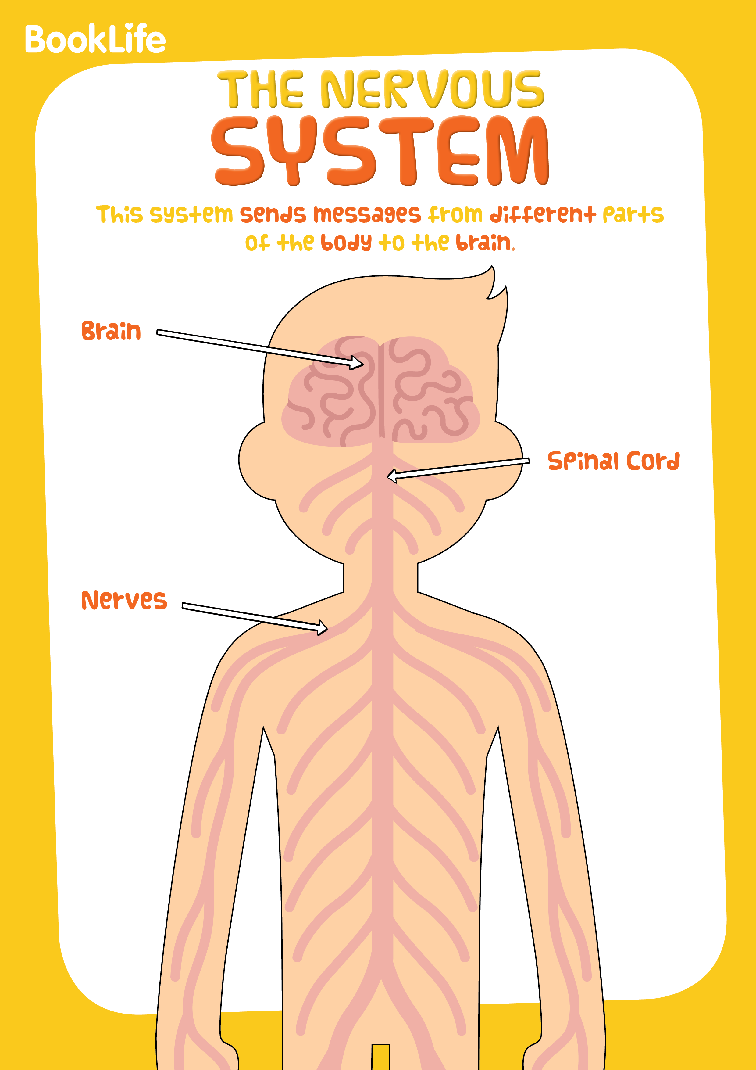 Free Human Body System Poster - Nervous System by BookLife