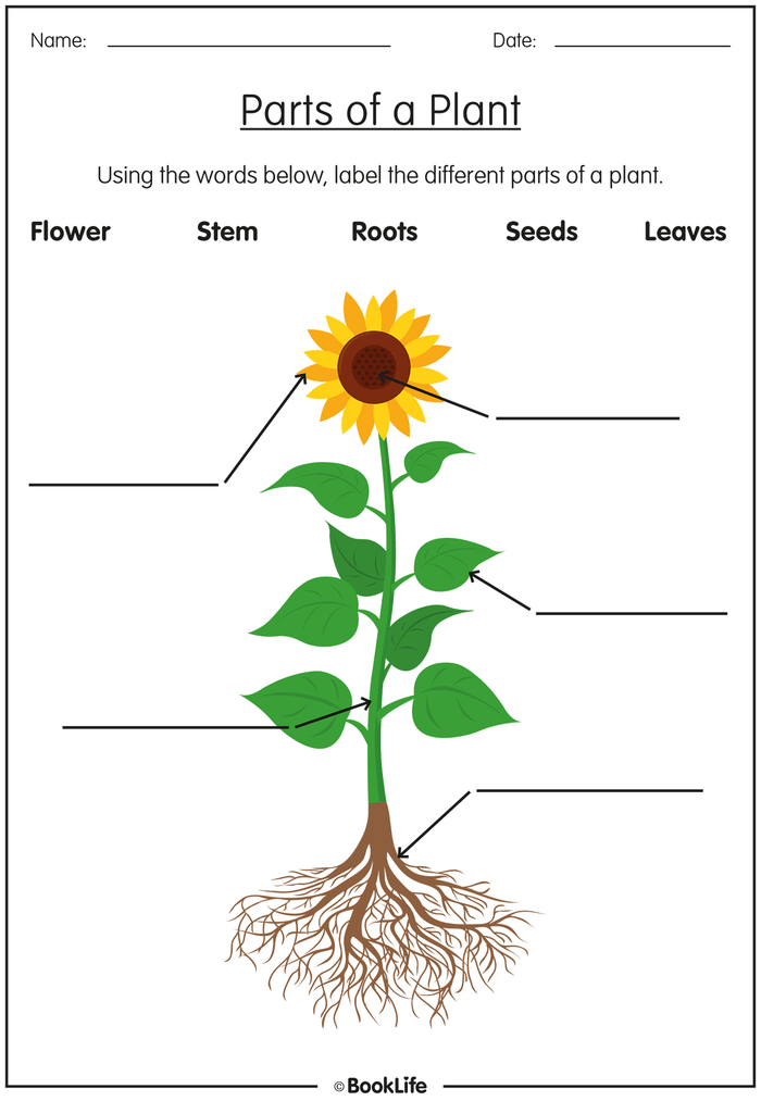 Free Parts of a Plant Activity Sheet