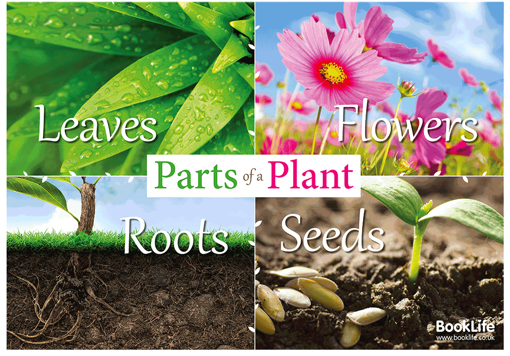 Parts of a Plant Poster by BookLife