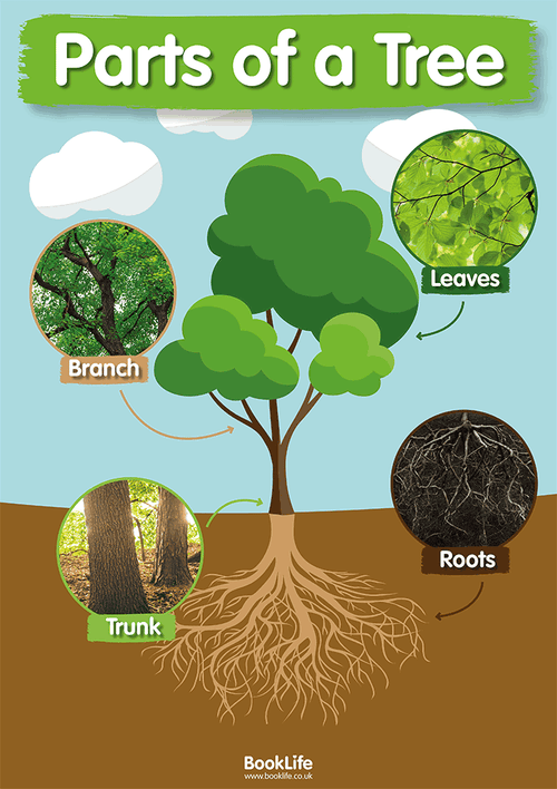 Parts of a Tree Poster | BookLife