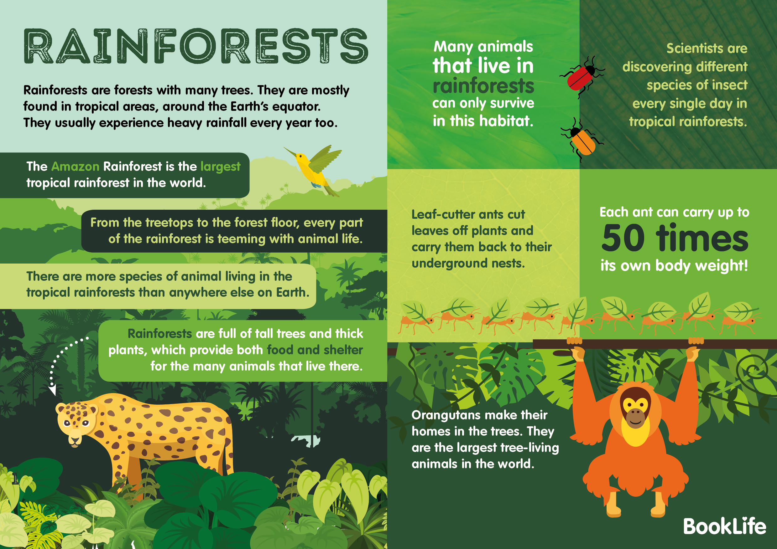 Free Rainforests Poster by BookLife