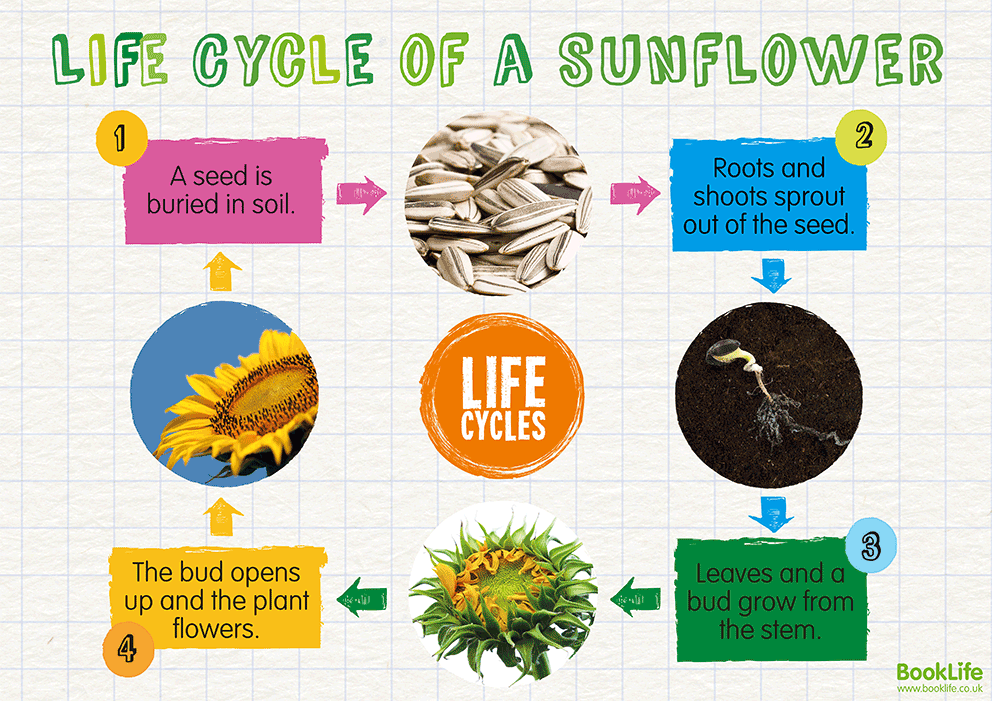 Life Cycle of a Sunflower Poster by BookLife