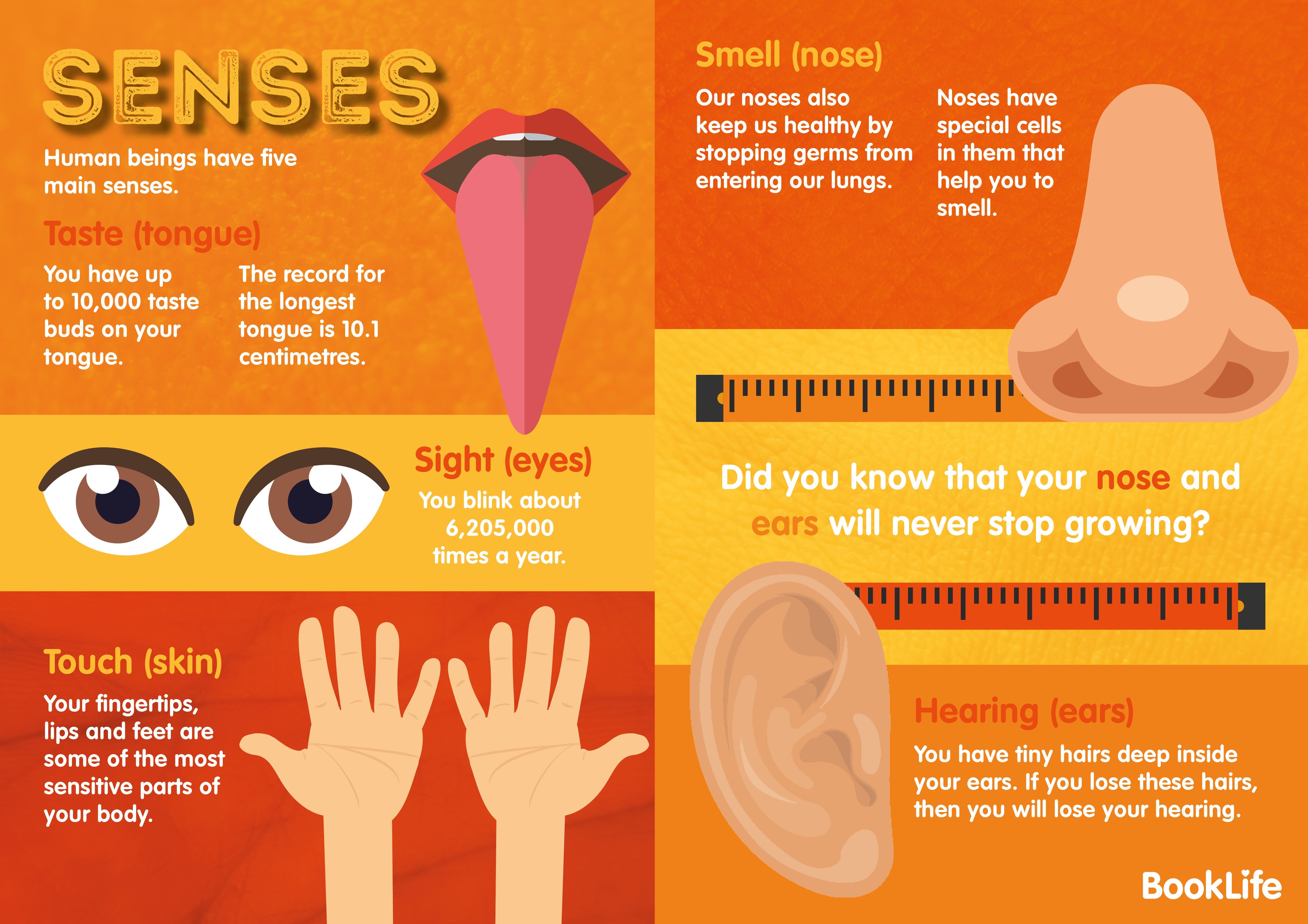 Free Senses Poster by BookLife